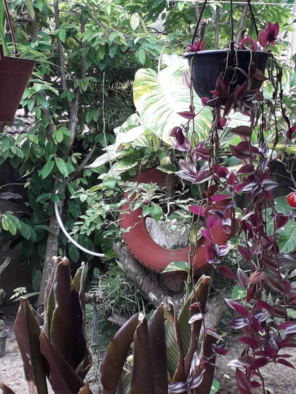 Himasha Guest Hotel Mirissa Bagian luar foto